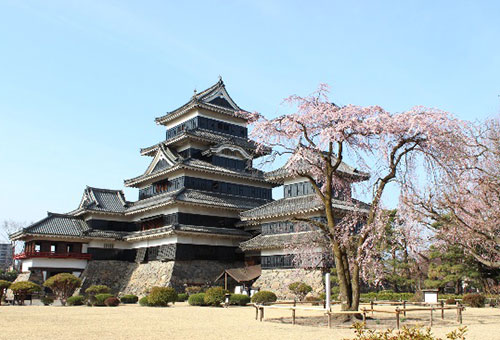 松本城 駒つなぎの桜