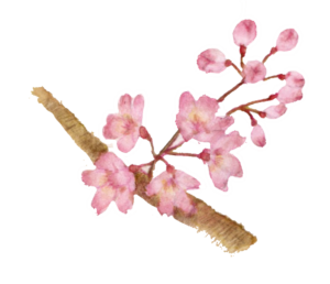画像: 🌸桜の開花状況 /  Cherry Blossoms🌸